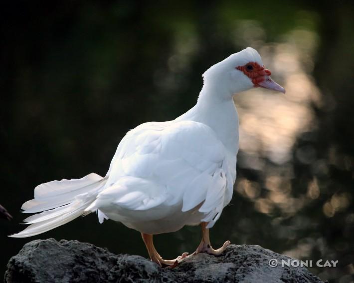 IMG_3939Muscovy