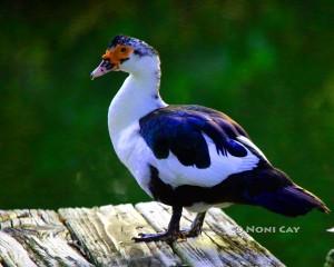 IMG_3940Muscovy