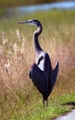 IMG_3957GreatBlueHeron