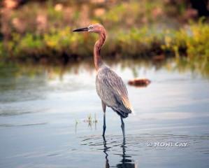 IMG_4215ReddishEgret Reddish Egret