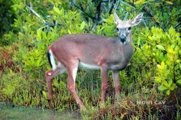 IMG_4225YoungBuck