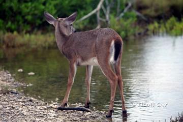 IMG_4257YoungBuck