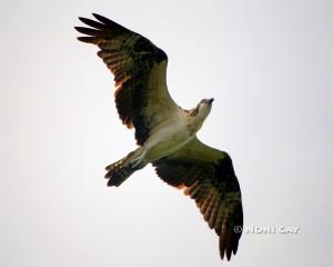 IMG_4289SeaEagleFlying Sea Eagle