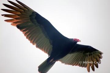 IMG_4306TurkeyVulture