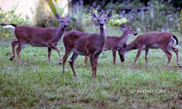 IMG_4372FourDeer