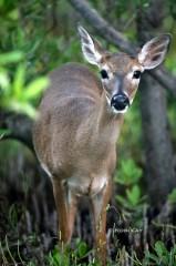 IMG_4485DoeaDeer