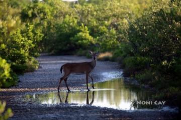 IMG_4574Doe