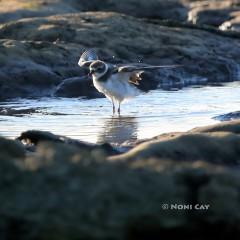 IMG_4629BirdBath