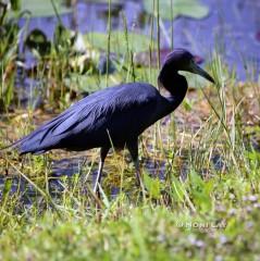 IMG_4666LittleBlueHeron