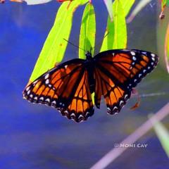 IMG_4680TheMonarchButterfly