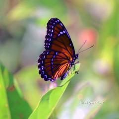 IMG_4696MonarchButterfly