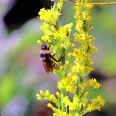 IMG_4711Bumblebee