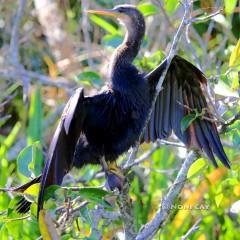 IMG_4723Anhinga