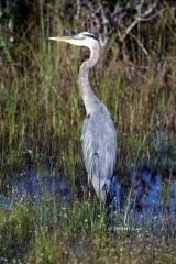 IMG_4732GreatBlue