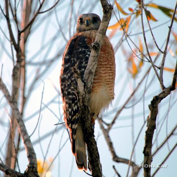 Peregrine Falcon Immature