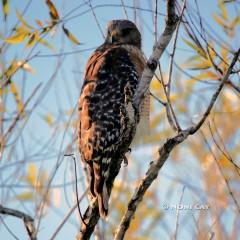 IMG_4746ImmaturePeregrineFalcon