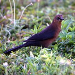 IMG_4778Boat-tailedGracklefemale