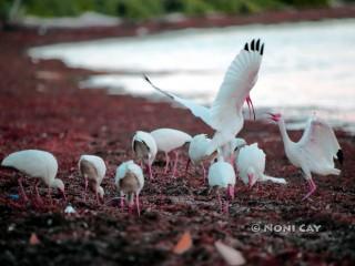 IMG_4850Ibis