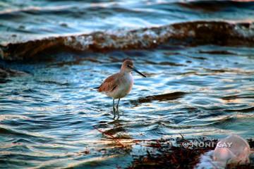 IMG_4903Willet