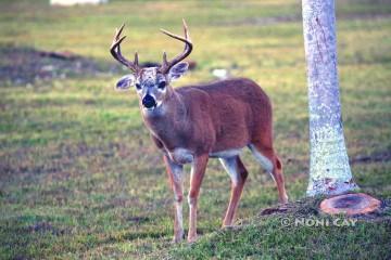 IMG_4949Buck