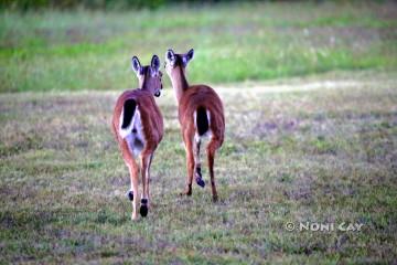 IMG_4954DeerDoes