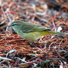 IMG_4993NorthernParula