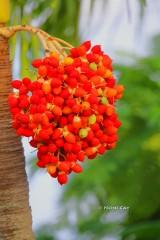 IMG_5024PalmTreeBerries