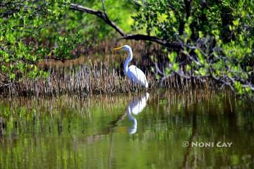 IMG_5082GreatWhiteHeron