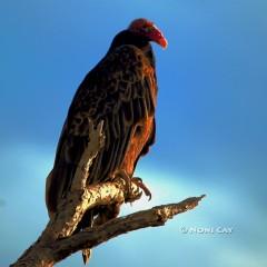 IMG_5170TurkeyVulture