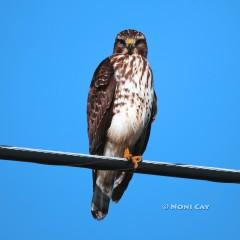 IMG_5199ImmatureRed-shoulderedHawk Red-shouldered Hawk