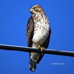 IMG_5206Red-shoulderedHawk