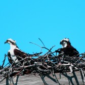 IMG_5311SeaEaglePairinNest