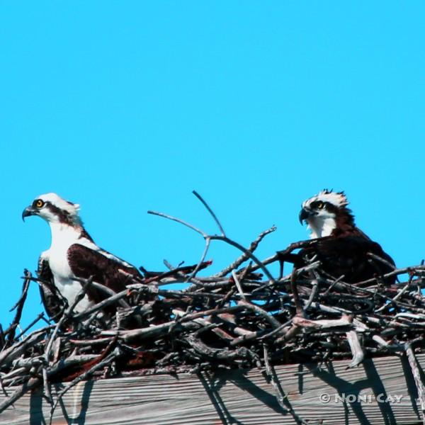 IMG_5311SeaEaglePairinNest