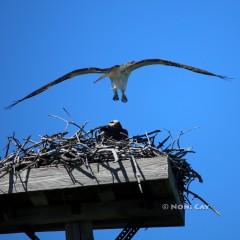 IMG_5328OspreyMating