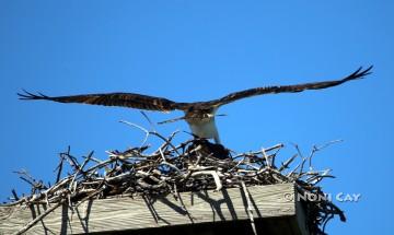 IMG_5330OspreyMating