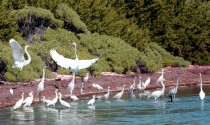 IMG_5383GreatEgrets