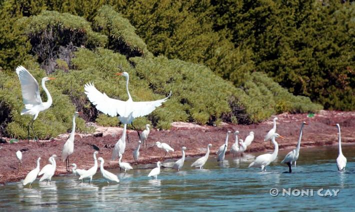 IMG_5383GreatEgrets