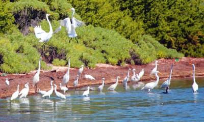 IMG_5384GreatEgrets