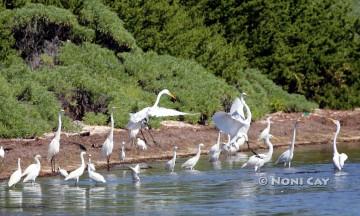 IMG_5388EgretsByTheSea