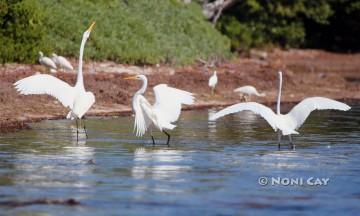 IMG_5475ThreeGreatEgrets