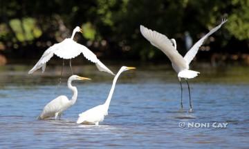 IMG_5573AQuadofGreatEgrets