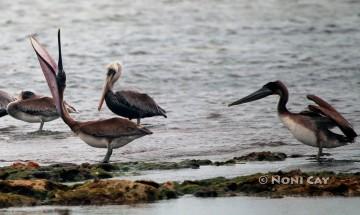 IMG_5661Pelicans