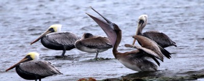 IMG_5664Pelicans