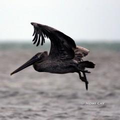 IMG_5752PelicanFlying