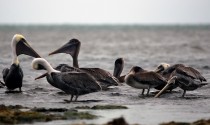 IMG_5788Pelicans