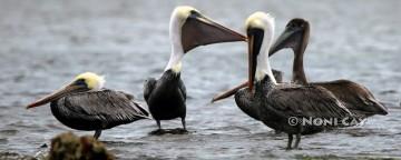 IMG_5798Pelicans