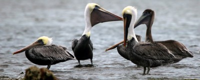 IMG_5798Pelicans