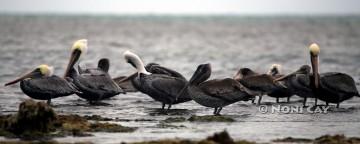 IMG_5854Pelicans