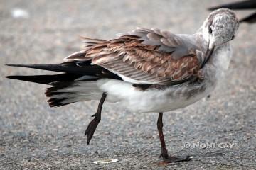 IMG_5882LeastSandpiper