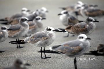 IMG_5909ShoreBirds